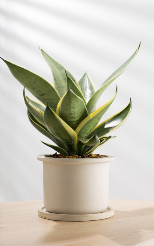 Snake Plant in Pot on Display