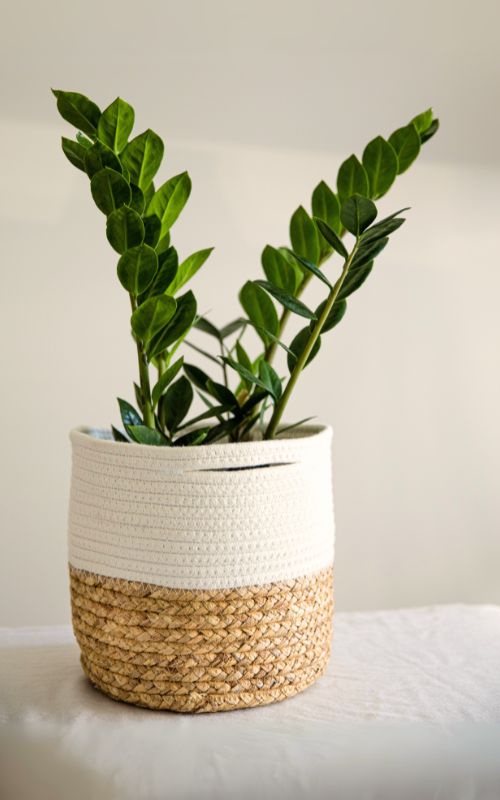 ZZ Plant in Pot on Display